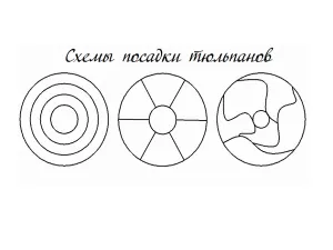 Як правильно посадити тюльпани (правильно садити тюльпани) Як правильно посадити тюльпани
