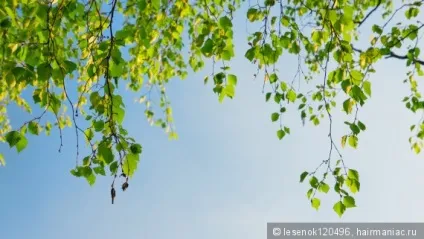 Як надати волоссю м'який і цікавий відтінок без шкоди і сильних витрат фарбувальні рослини (домашні маски) Як надати волоссю м'який і цікавий відтінок без шкоди і сильних витрат фарбувальні рослини