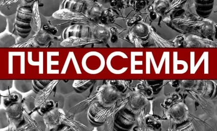 Як правилноє об'єднати бджолосім'ї (бджолосім'ї) Як правилноє об'єднати бджолосім'ї