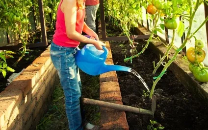 Як правильно поливати томати в теплиці і відкритому грунті, на грядці () (витрата води на полив) Як правильно поливати томати в теплиці і відкритому грунті, на грядці ()