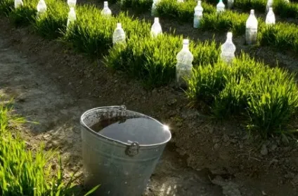 Як правильно поливати томати в теплиці і відкритому грунті, на грядці () (помідори) Як правильно поливати томати в теплиці і відкритому грунті, на грядці ()