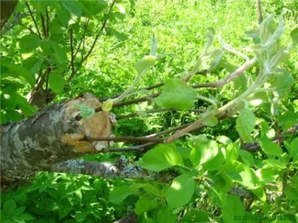 Як прищепити яблуню, коли краще прищеплювати технологія (прищепити) Як прищепити яблуню, коли краще прищеплювати технологія