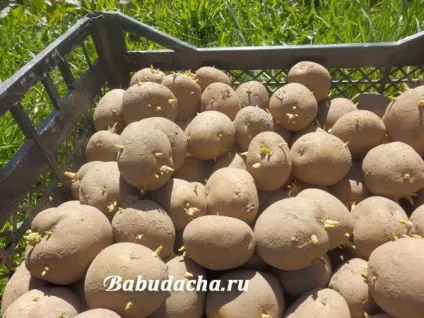 Як проростити картоплю для посадки, дача (проростити) Як проростити картоплю для посадки, дача