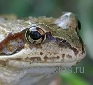 Як зробити маску жаби