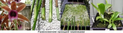 Як розмножити орхідею фаленопсис в домашніх умовах все способи! (Орхідею) Як розмножити орхідею фаленопсис в домашніх умовах все способи!
