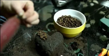 Як зробити кавове серце як зробити серце з зерен кави (зробити) Як зробити кавове серце як зробити серце з зерен кави