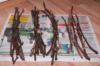 Як розмножити виноград живцями в домашніх умовах навесні, восени (живцями) Як розмножити виноград живцями в домашніх умовах навесні, восени