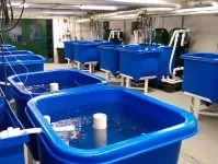 Як дізнатися сокет процесора на пк або ноутбуці 1