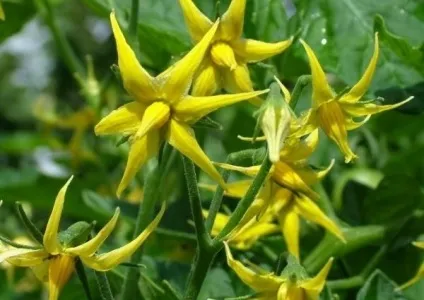Як доглядати за помідорами