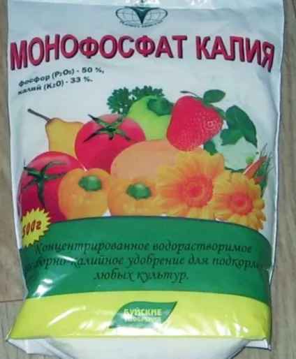 Як доглядати за помідорами