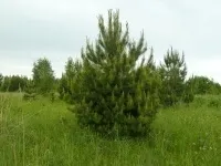 Карта пітомніковУкаіни