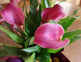 Калла ефіопська догляд, розмноження, пересадка (кала) Калла ефіопська догляд, розмноження, пересадка