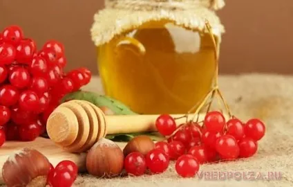 Калина корисні властивості і протипоказання (властивості) Калина корисні властивості і протипоказання