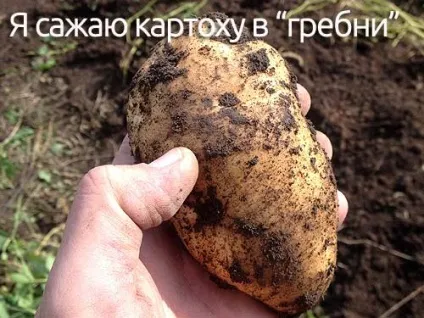 Як я садив картоплю в високі гряди-гребені, фотозвіт - блог про вирощування врожаю на дачі (картопля) Як я садив картоплю в високі гряди-гребені, фотозвіт - блог про вирощування врожаю на дачі
