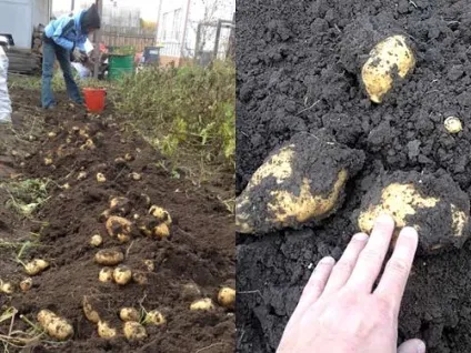 Як я садив картоплю в високі гряди-гребені, фотозвіт - блог про вирощування врожаю на дачі (картопля) Як я садив картоплю в високі гряди-гребені, фотозвіт - блог про вирощування врожаю на дачі