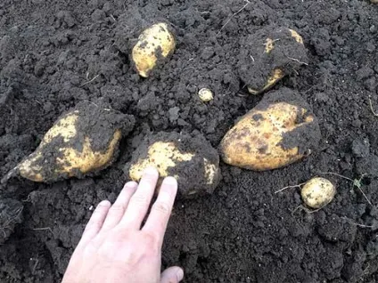 Як я садив картоплю в високі гряди-гребені, фотозвіт - блог про вирощування врожаю на дачі (картопля) Як я садив картоплю в високі гряди-гребені, фотозвіт - блог про вирощування врожаю на дачі