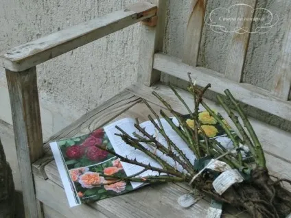 Як я купувала троянди