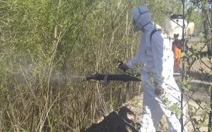 Комарі і щури атакують, щотижнева газета - дзеркало (городян профілактики спалахів) Комарі і щури атакують, щотижнева газета - дзеркало