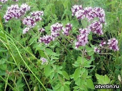 Коли збирати материнку на сушку (сушка) Коли збирати материнку на сушку