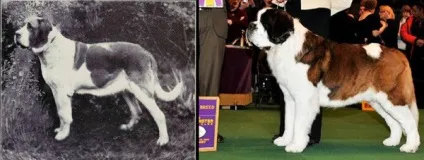 До чого привела селекція собак