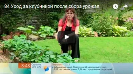 Полуниця - догляд після врожаю, фото полив і прополка полуниці, підгодівля і обрізка полуниці (урожай) Полуниця - догляд після врожаю, фото полив і прополка полуниці, підгодівля і обрізка полуниці