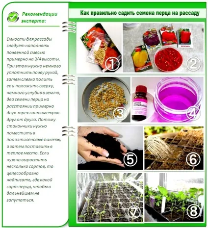 Коли садити перець на розсаду все про правильний посів і догляд (розсаду) Коли садити перець на розсаду все про правильний посів і догляд