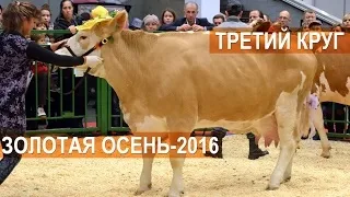 Костромська порода корів фото, характеристика (Костромська порода корів) Костромська порода корів фото, характеристика