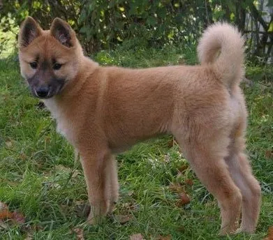Корейська собака хінді, породи собак, тварини і породи (опис породи) Корейська собака хінді, породи собак, тварини та породи