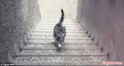 Кот на сходах - країна мам