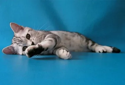 Короткошерста шотландська кішка