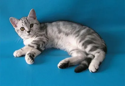 Короткошерста шотландська кішка