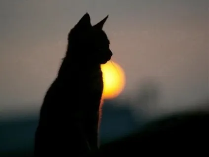 Кот басі