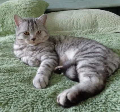 Короткошерста шотландська кішка