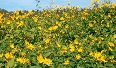 Хто або що цвіте і пахне (пахне) Хто або що цвіте і пахне