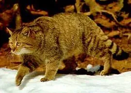 Лісовий кіт, дикий кіт (felis silvestris), дика європейська кішка батьківщина зовнішній вигляд забарвлення розмір (дикий) Лісовий кіт, дикий кіт (felis silvestris), дика європейська кішка батьківщина зовнішній вигляд забарвлення розмір