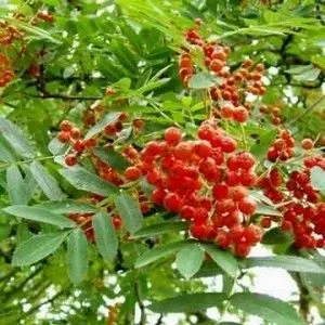 Лікування стенозу судин народними засобами (лікування) Лікування стенозу судин народними засобами