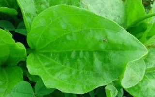 Лікування кашлю у дітей народними засобами безпечні методи (лікування) Лікування кашлю у дітей народними засобами безпечні методи