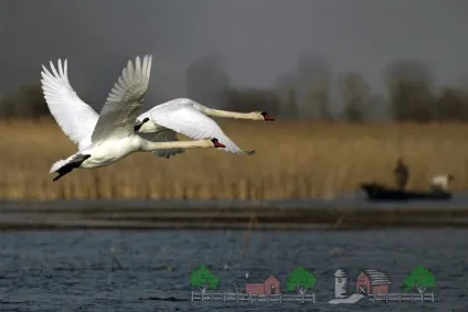 Хто такий лебідь це перелітний птах чи ні (лебідь перелітний птах) Хто такий лебідь це перелітний птах чи ні