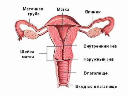 Лікування і симптоми запалення цервикального каналу (запалення) Лікування і симптоми запалення цервикального каналу