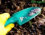 Батун вирощування з насіння (садити батун насінням) Батун вирощування з насіння