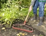 Батун вирощування з насіння (вирощування) Батун вирощування з насіння