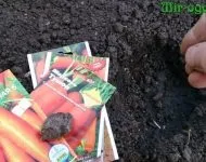 Батун вирощування з насіння (батун) Батун вирощування з насіння