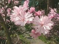 Магнолія (квітка) - опис, вирощування, фото (фото) Магнолія (квітка) - опис, вирощування, фото