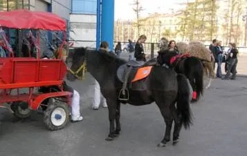 Коні в місті
