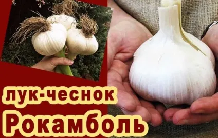 Лук-часник рокамболь - вирощування і догляд, фото і відео, опис (догляд) Лук-часник рокамболь - вирощування і догляд, фото і відео, опис