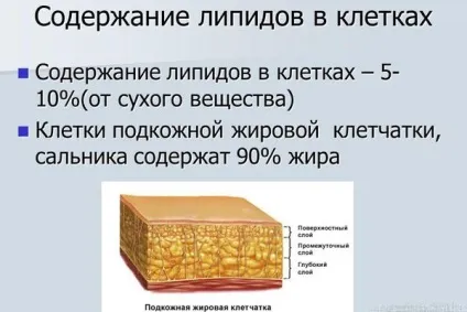 Ліпіди що це таке, класифікація, будова і функції (ліпіди) Ліпіди що це таке, класифікація, будова і функції