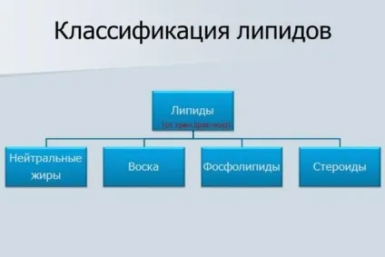 Ліпіди що це таке, класифікація, будова і функції (утворення клітинних мембран) Ліпіди що це таке, класифікація, будова і функції
