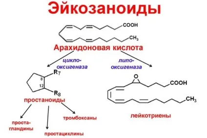 Ліпіди що це таке, класифікація, будова і функції (ліпідів тілі людини) Ліпіди що це таке, класифікація, будова і функції