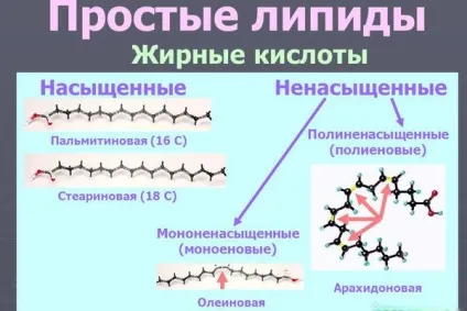 Ліпіди що це таке, класифікація, будова і функції (утворення клітинних мембран) Ліпіди що це таке, класифікація, будова і функції
