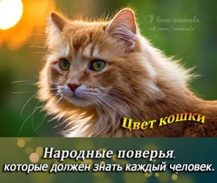 Магічна природа кішок